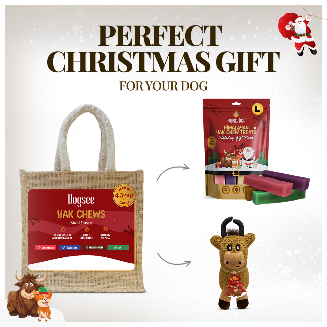 Dogsee Festive Yak Cheese Bars Large - 4 Bars + Activet Skin & Coat Chews (90) + Play Yakatoy Combo for Dogs