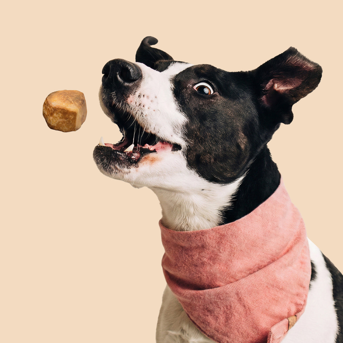 Original Himalayan Puffies Training Treats