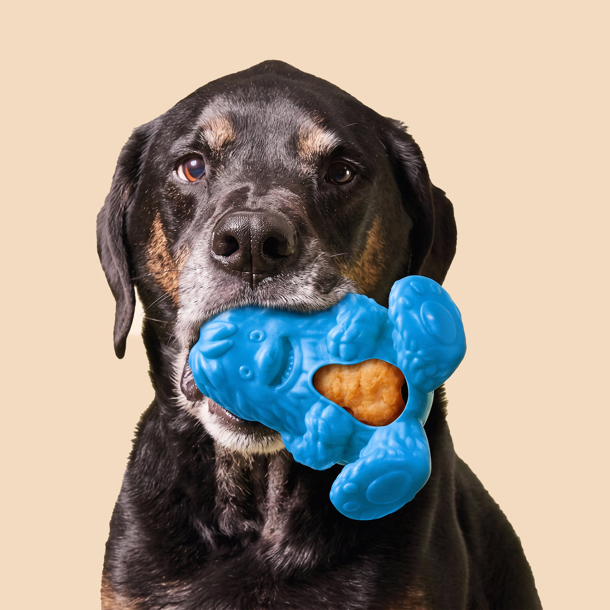Blue Play Interactive Treatoy