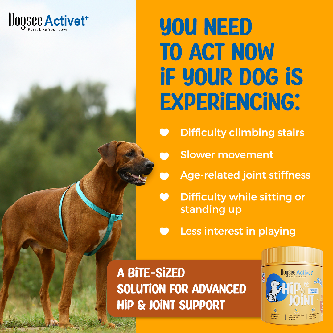 Dogsee Activet Supplement