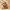 Himalayan Puffy Bars for Senior dogs