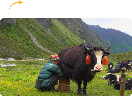 Made using the Ancient Himalayan Recipe